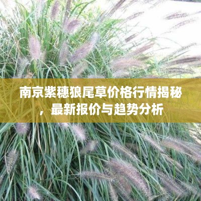 南京紫穗狼尾草價格行情揭秘，最新報價與趨勢分析
