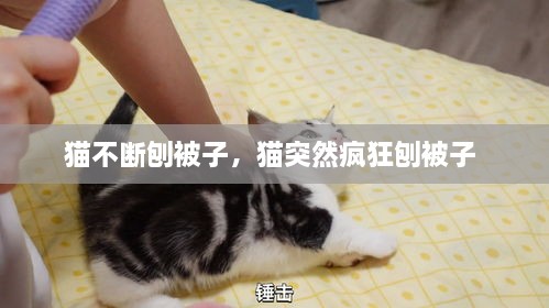 貓不斷刨被子，貓突然瘋狂刨被子 